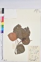 藏品(東南野桐)的圖片