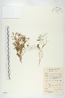 藏品(葶藶)的圖片