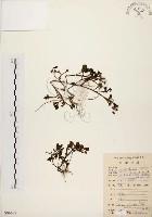 藏品(馬齒莧)的圖片