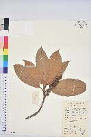 藏品(泡葉柯)的圖片