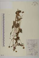 藏品(白花鬼針)的圖片