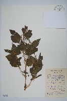 藏品(雁來紅、紅莧、老少年)的圖片