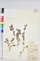 藏品(乳仔草)的圖片