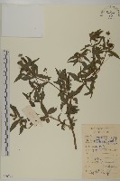 藏品(鱧腸)的圖片