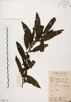 藏品(山胡椒)的圖片