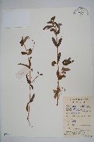 藏品(華鳳仙)的圖片