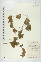 藏品(大苞赤瓟)的圖片