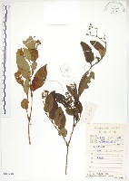 藏品(火炭母草、清飯藤)的圖片