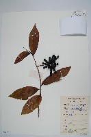 藏品(假鷹爪)的圖片