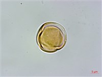 藏品(崗柃)的圖片