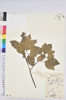 藏品(白臼)的圖片