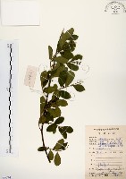 藏品(灰木)的圖片