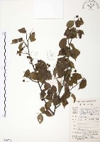 藏品(燈稱花、烏雞骨)的圖片