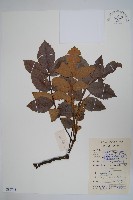 藏品(鹽膚木)的圖片