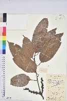 藏品(紅勾栲)的圖片