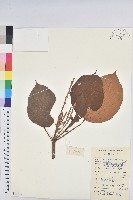 藏品(東南野桐)的圖片