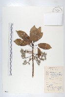 藏品(薯豆)的圖片