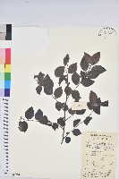 藏品(黑面神)的圖片