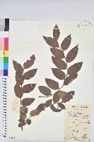 藏品(毛果算盤子)的圖片