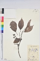 藏品(茄苳、重陽木)的圖片