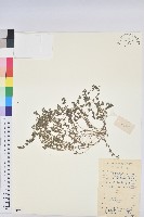 藏品(伏生大戢)的圖片