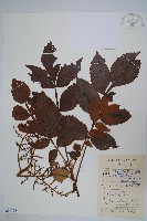 藏品(鹽膚木)的圖片