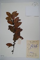 藏品(三花冬青)的圖片