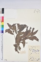 藏品(紅毛饅頭果)的圖片