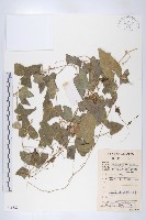 藏品(茅瓜)的圖片