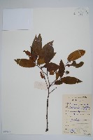 藏品(假鷹爪)的圖片