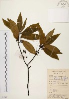 藏品(山胡椒)的圖片