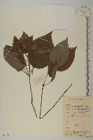 藏品(多穗金粟蘭)的圖片