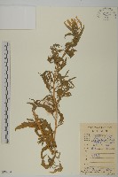 藏品(臭杏、土荊芥)的圖片