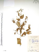 藏品(銳葉山黃麻)的圖片