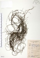 藏品(無根草)的圖片