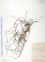 藏品(無根草)的圖片