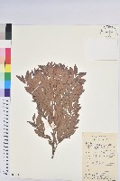 藏品(紅毛饅頭果)的圖片