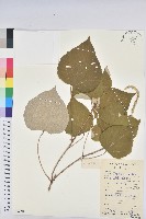 藏品(白背葉)的圖片