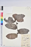 藏品(赤血仔、厚葉算盤子)的圖片