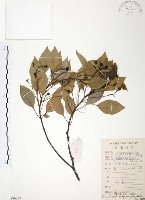 藏品(樟樹)的圖片