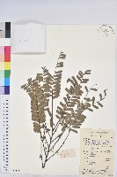 藏品(油柑)的圖片