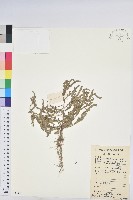 藏品(葉下珠、珠仔草)的圖片