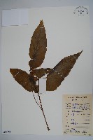 藏品(粗喙秋海棠)的圖片