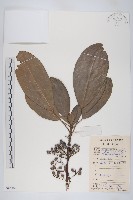 藏品(牛耳楓)的圖片