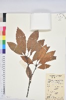 藏品(華南青岡)的圖片