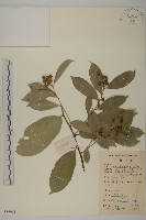 藏品(南華南蛇藤，青江藤)的圖片