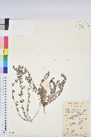 藏品(千根草)的圖片