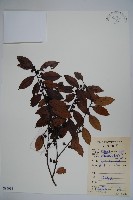 藏品(三花冬青)的圖片