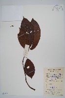 藏品(水東哥)的圖片