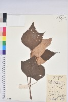 藏品(白匏子)的圖片